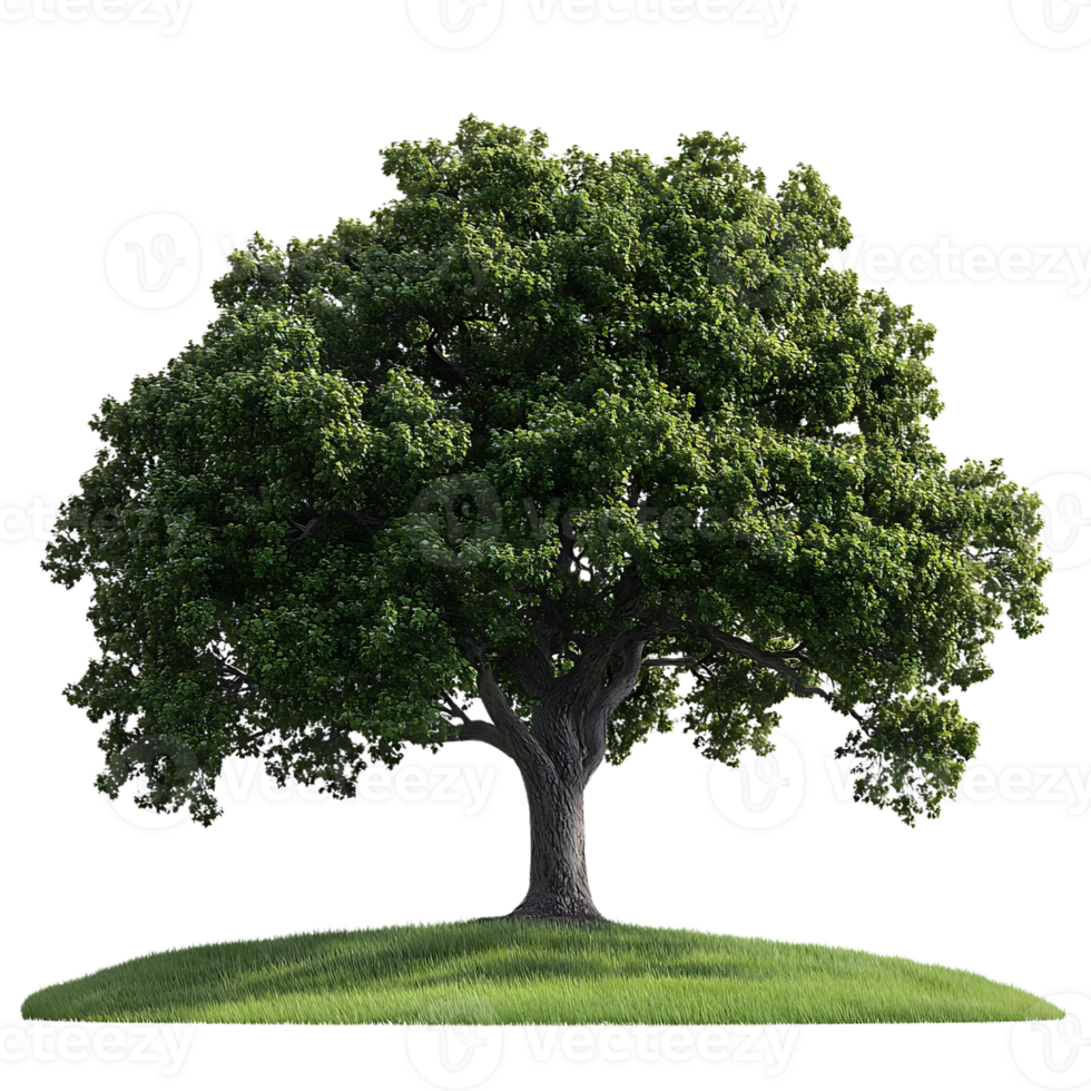 A Majestic Oak Tree Stands Tall on a Lush Green Hill with a Transparent Background png