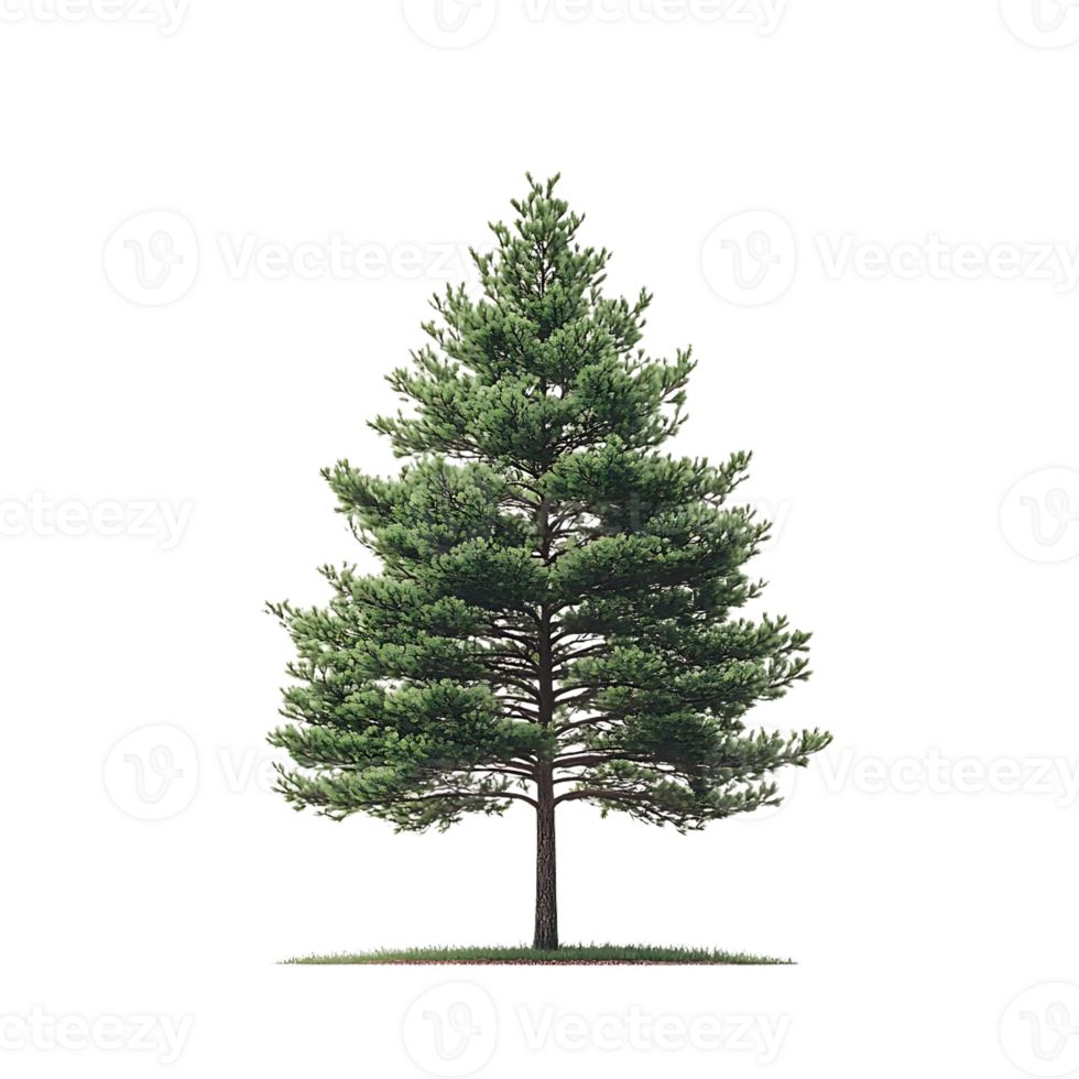 Tall Green Pine Tree with Transparent Background, Isolated on Black png