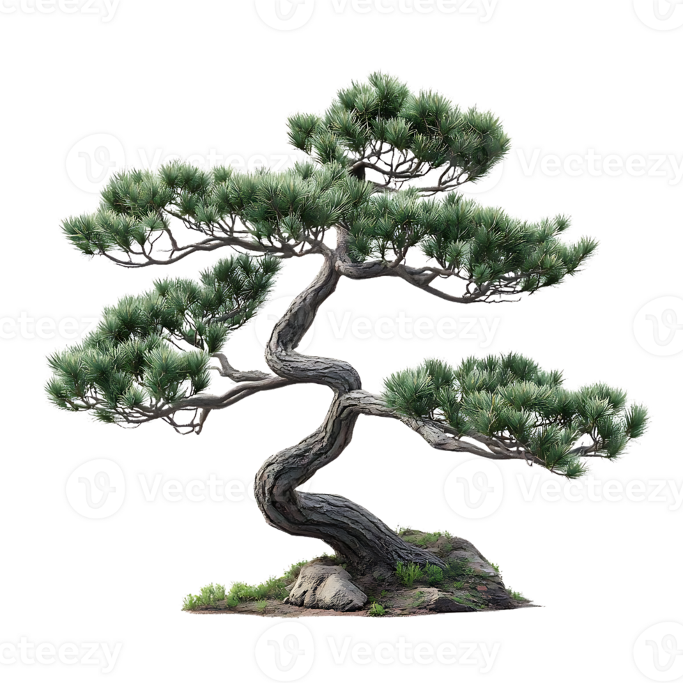 Magnificent Bonsai Tree with a Twisted Trunk and Lush Green Foliage Isolated on a Transparent Background png