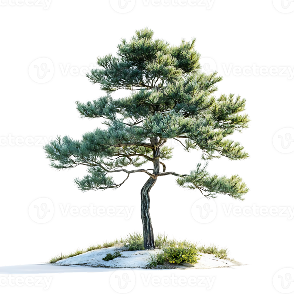 Isolated Pine Tree with a Transparent Background, A Standalone Evergreen for Design Projects. png