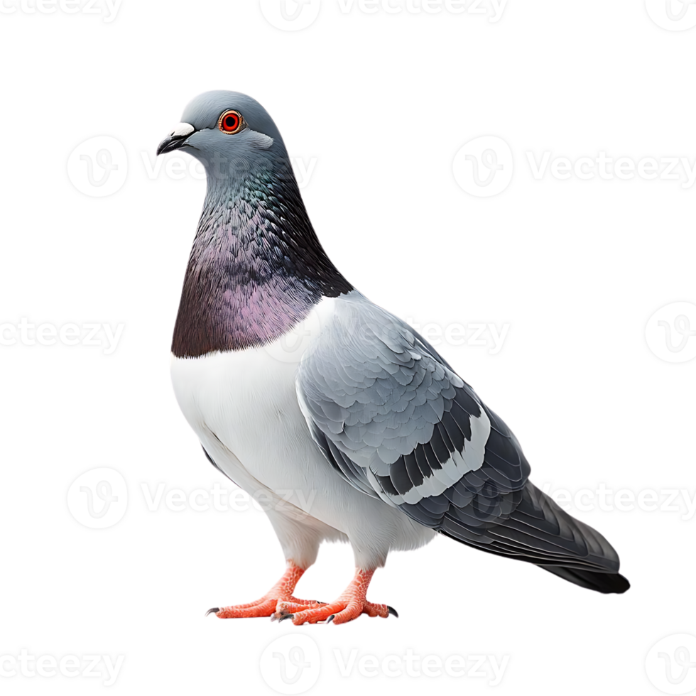 A Gray and White Pigeon with Red Eyes Standing on a Transparent Background png