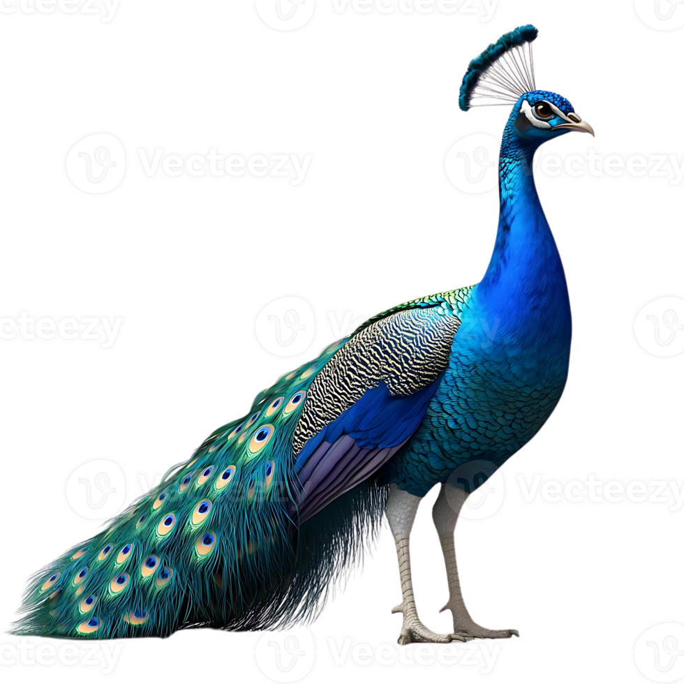 A Majestic Peacock with a Vibrant Tail Feathers Displaying on Transparent Background png