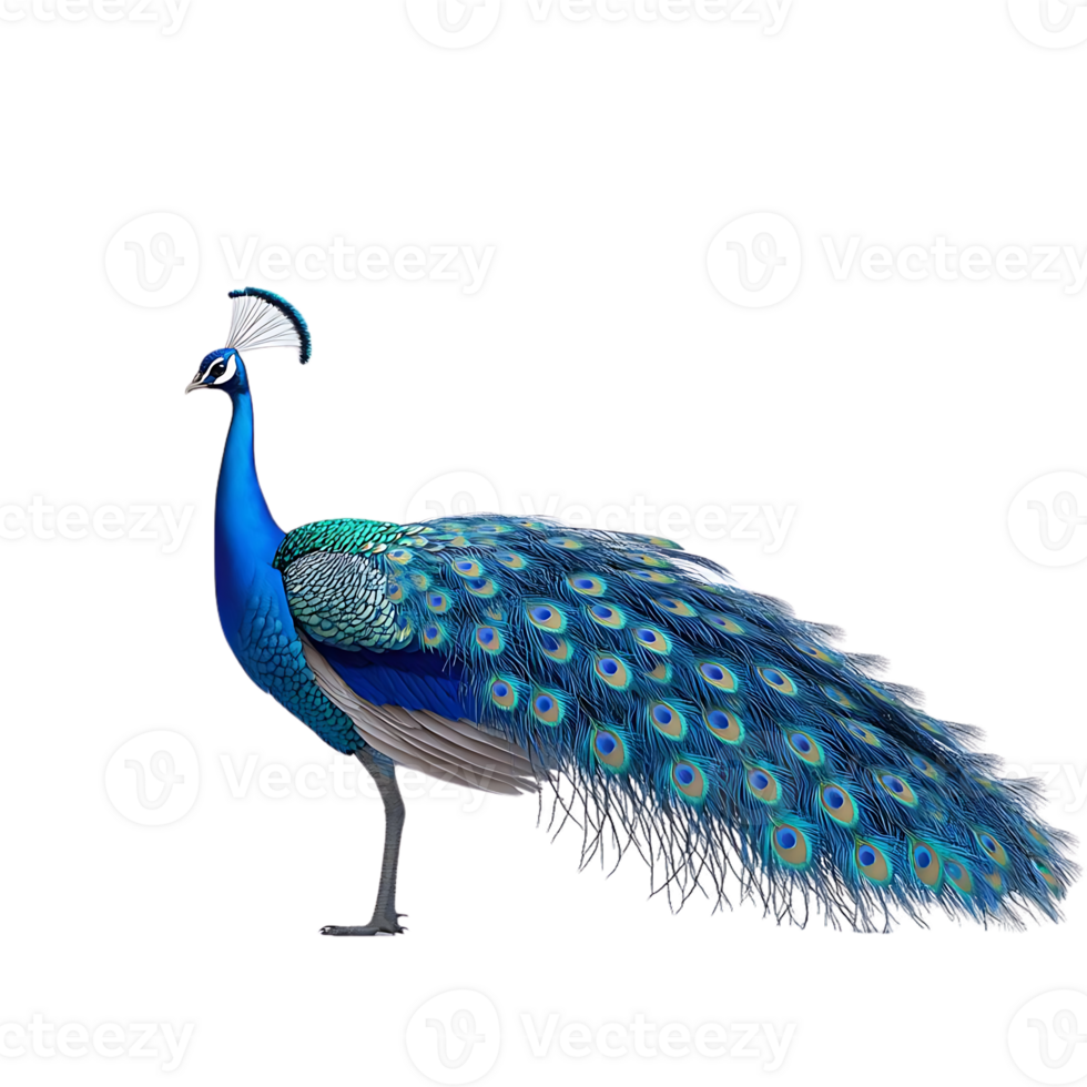 Peacock with Spread Tail Feathers on Transparent Background png