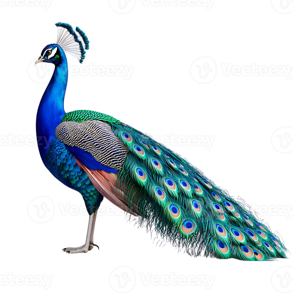 Peacock Displays Vibrant Tail Feathers on Transparent Background png