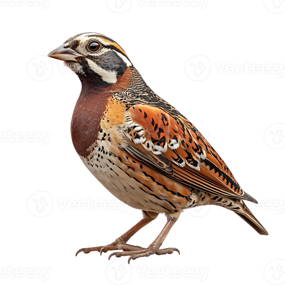 A Vibrant Chestnut-bellied Seedeater Bird with a Transparent Background, Showcasing Its Striking Colors and Patterns. png