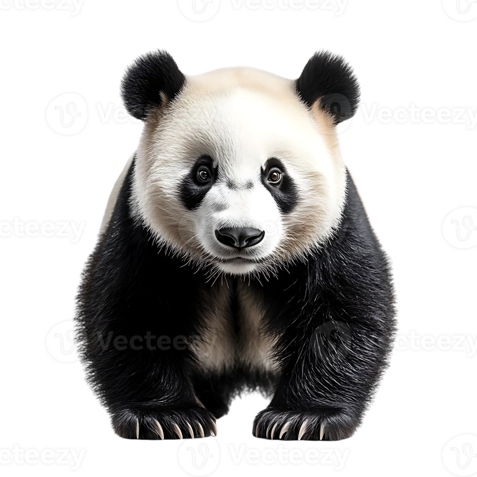 Adorable Panda Cub with Transparent Background png