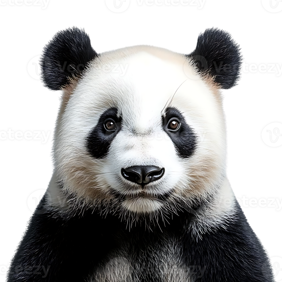 Adorable Panda Bear with Transparent Background, a Delightful Sight to Behold, Perfect for Digital Projects and Designs. png