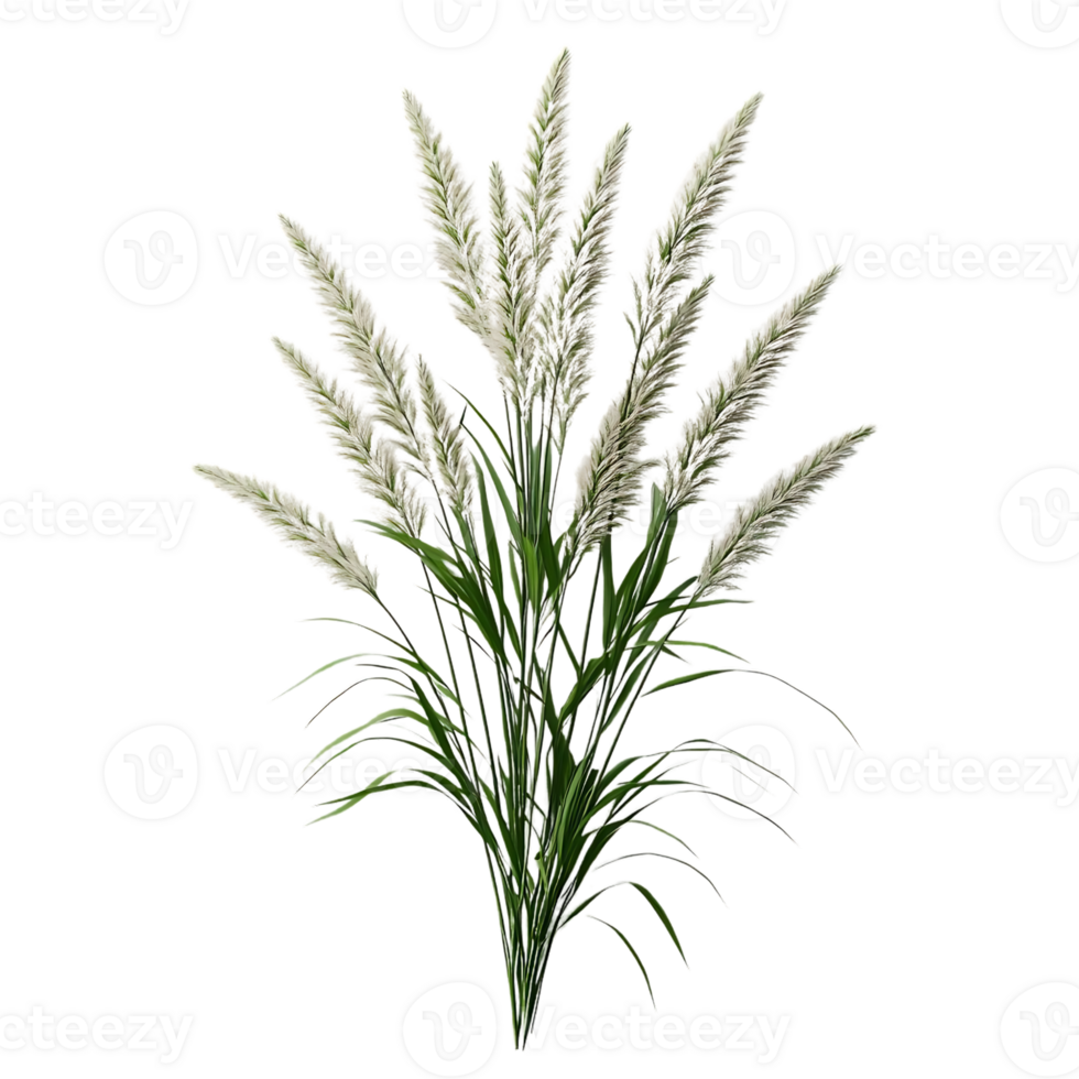 Ornamental Grass with White Plumes, Transparent Background, Isolated on Black png