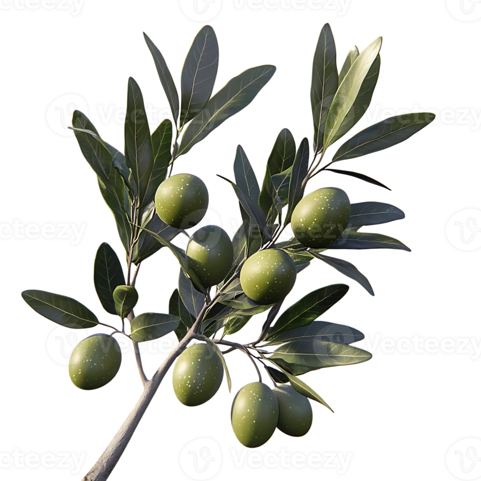 Olive Branch with Green Olives on a Transparent Background, Isolated Olive Tree Branch with Green Leaves for Design, Realistic 3D Render of an Olive Branch png