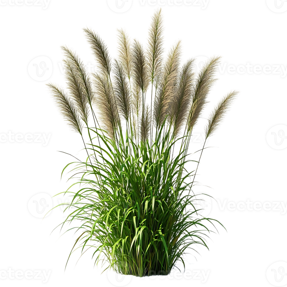Tall Ornamental Grass with Feathery Plumes and a Transparent Background png