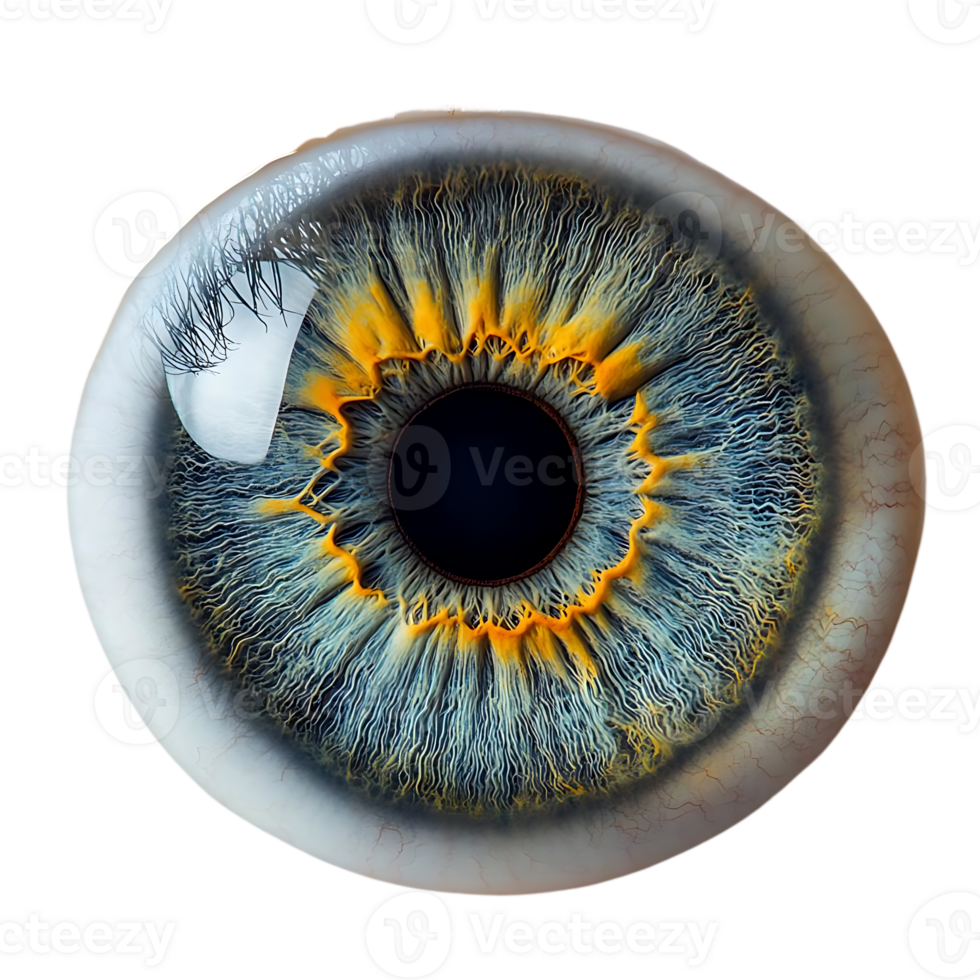 A Close-Up View of a Human Eye with a Transparent Background, Revealing the Intricate Details of the Iris and Pupil png
