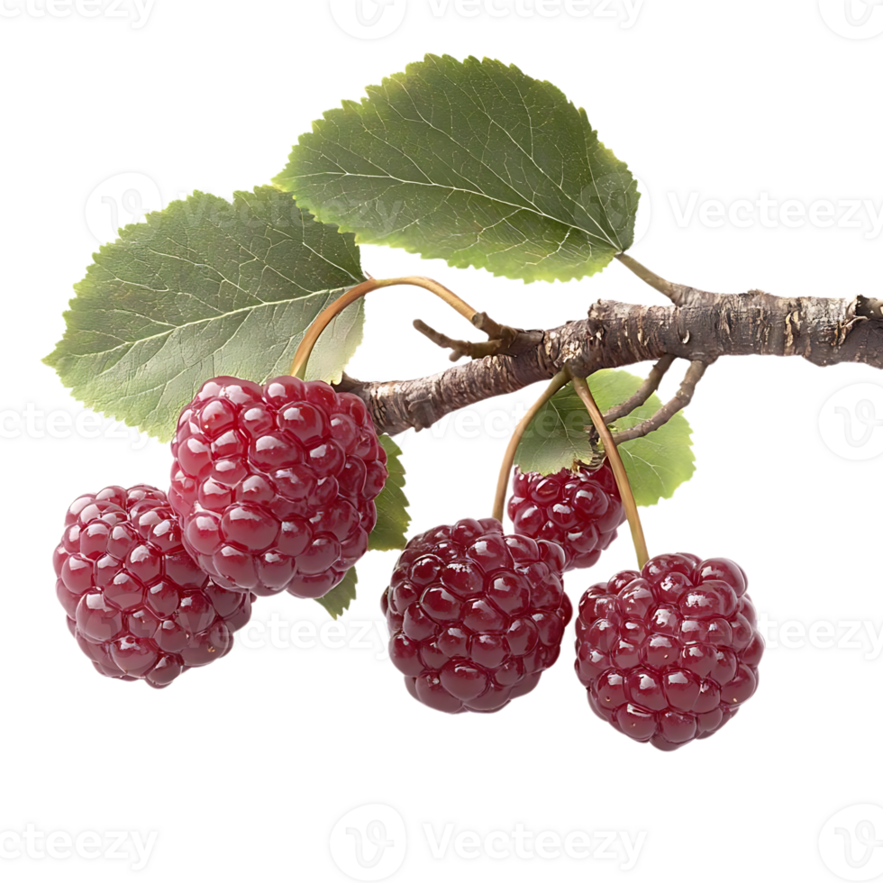 Red Berries Growing on a Branch with a Transparent Background png