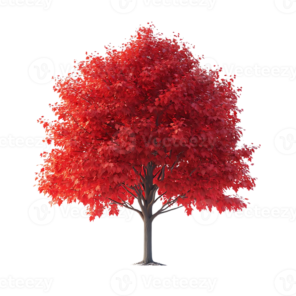 Red Maple Tree Stands Tall with a Transparent Background png