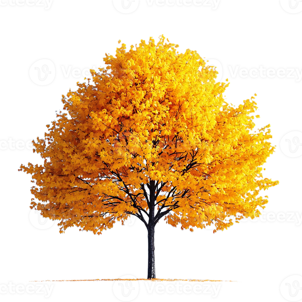 A Single Yellow Tree Stands Tall Against a Transparent Background, Showing off its Autumn Glory png