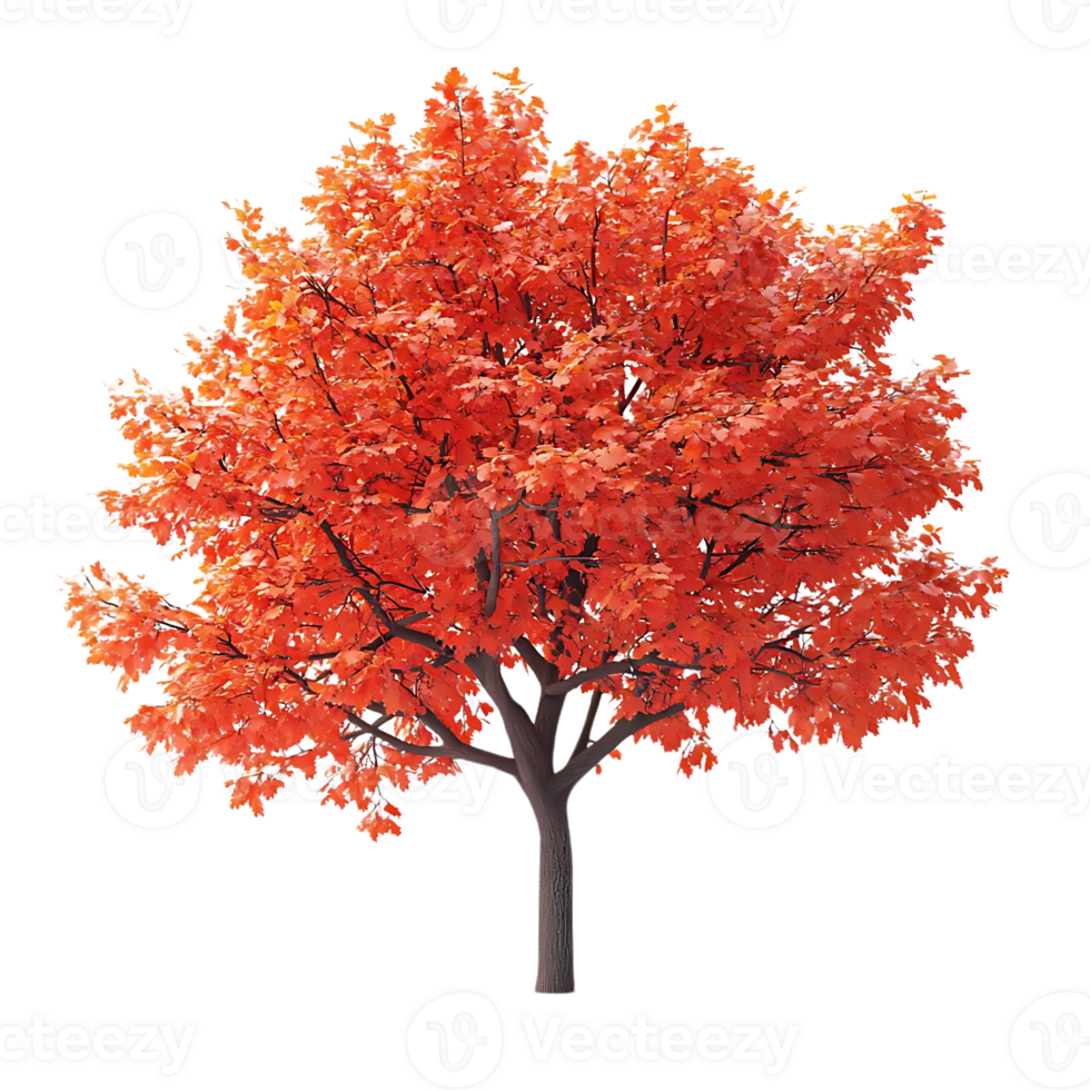 Autumnal Maple Tree with Transparent Background - Vibrant Red Foliage Isolated on Black png