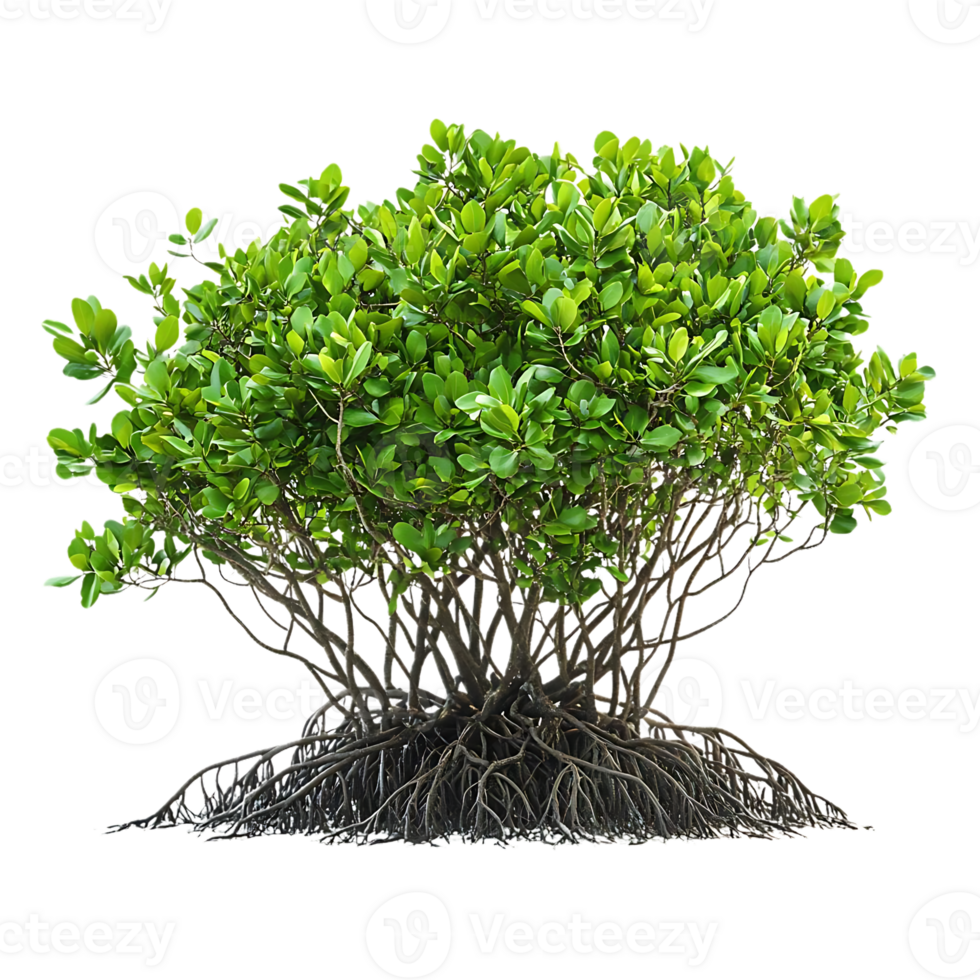 Mangrove Tree with Exposed Roots and a Transparent Background png
