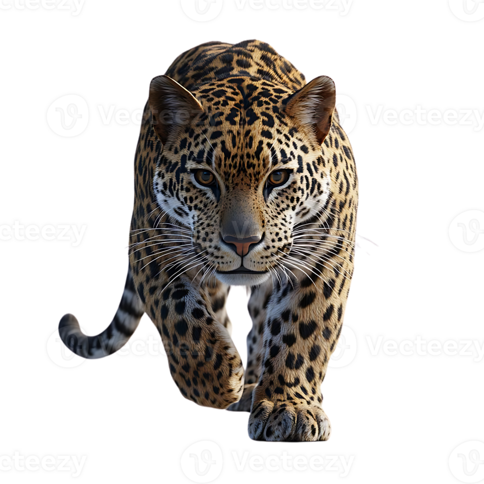 Jaguar Walking Towards the Camera with a Transparent Background png