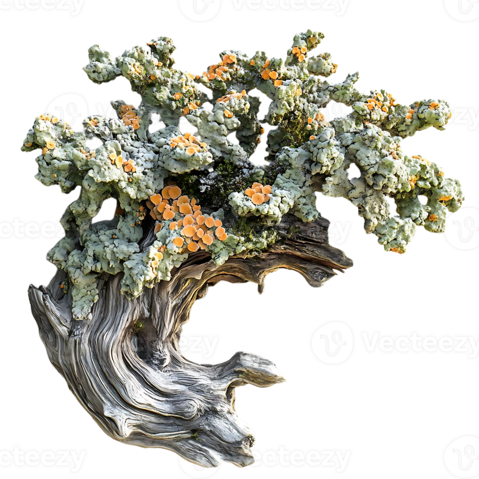 Orange Lichens Bloom on a Weathered Driftwood Branch with a Transparent Background png
