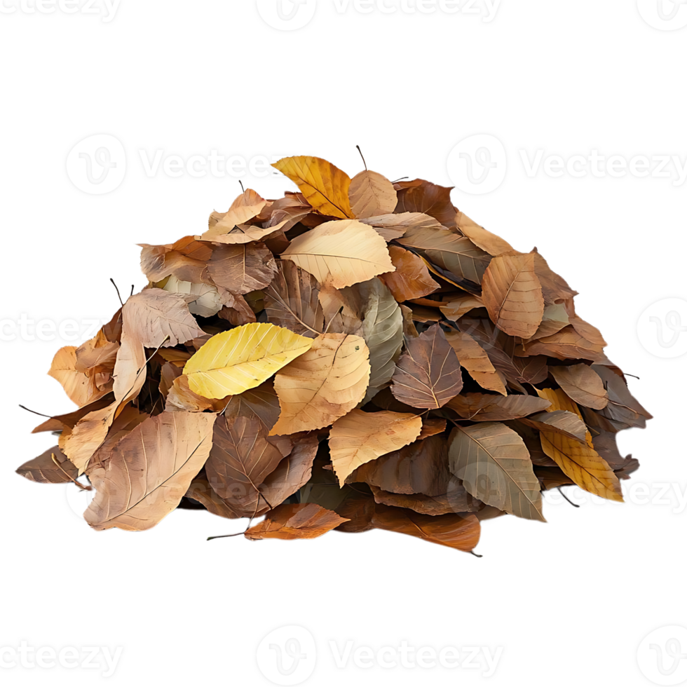 Pile of Autumn Leaves on a Transparent Background with a Warm Fall Hue png