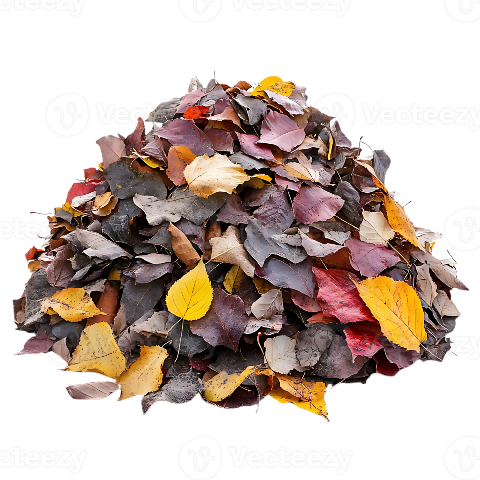 Autumn Leaves Pile With Transparent Background, Colorful Fall Foliage Collection, Nature Photography, Autumn Season, Fall Colors,  Leaf Pile,  Leaves,  Transparent Background,  Autumn,  Fall,  Nature,  Photography,  Image,  Background,  Graphic,  Design, png