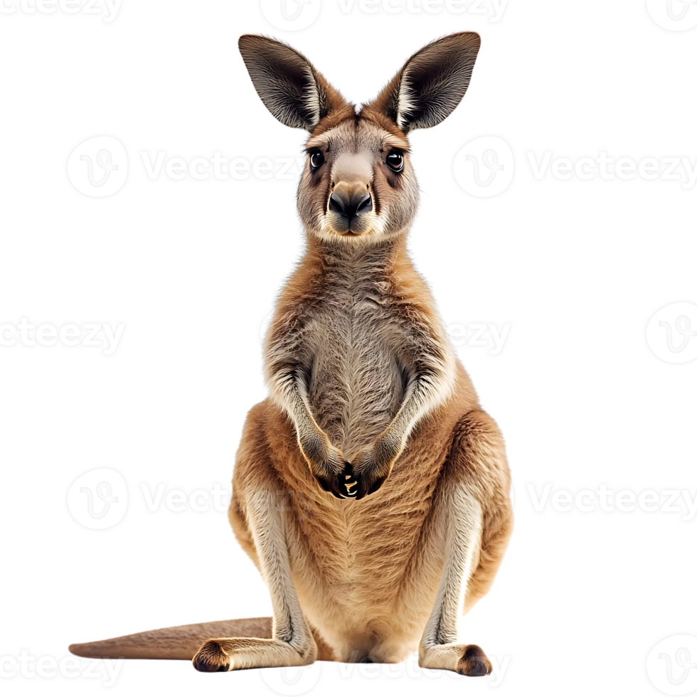 Red Kangaroo Sitting on a Transparent Background, Isolated Animal with a Curious Look png