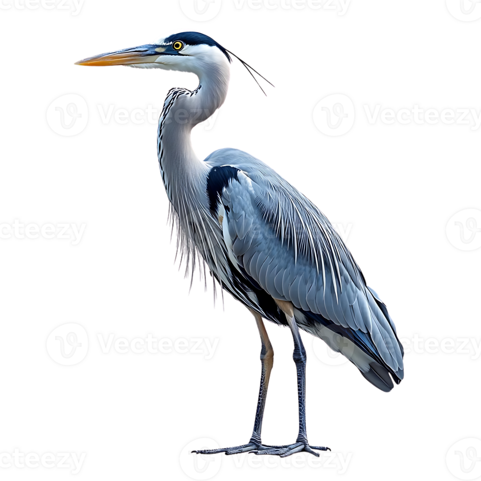 Great Blue Heron Standing with Transparent Background, a Majestic Bird of Prey png