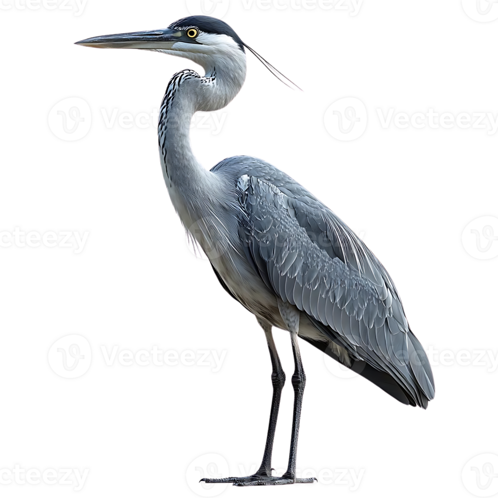 Grey Heron Standing Tall with Transparent Background - A Majestic Bird with Long Legs and a Sharp Beak png