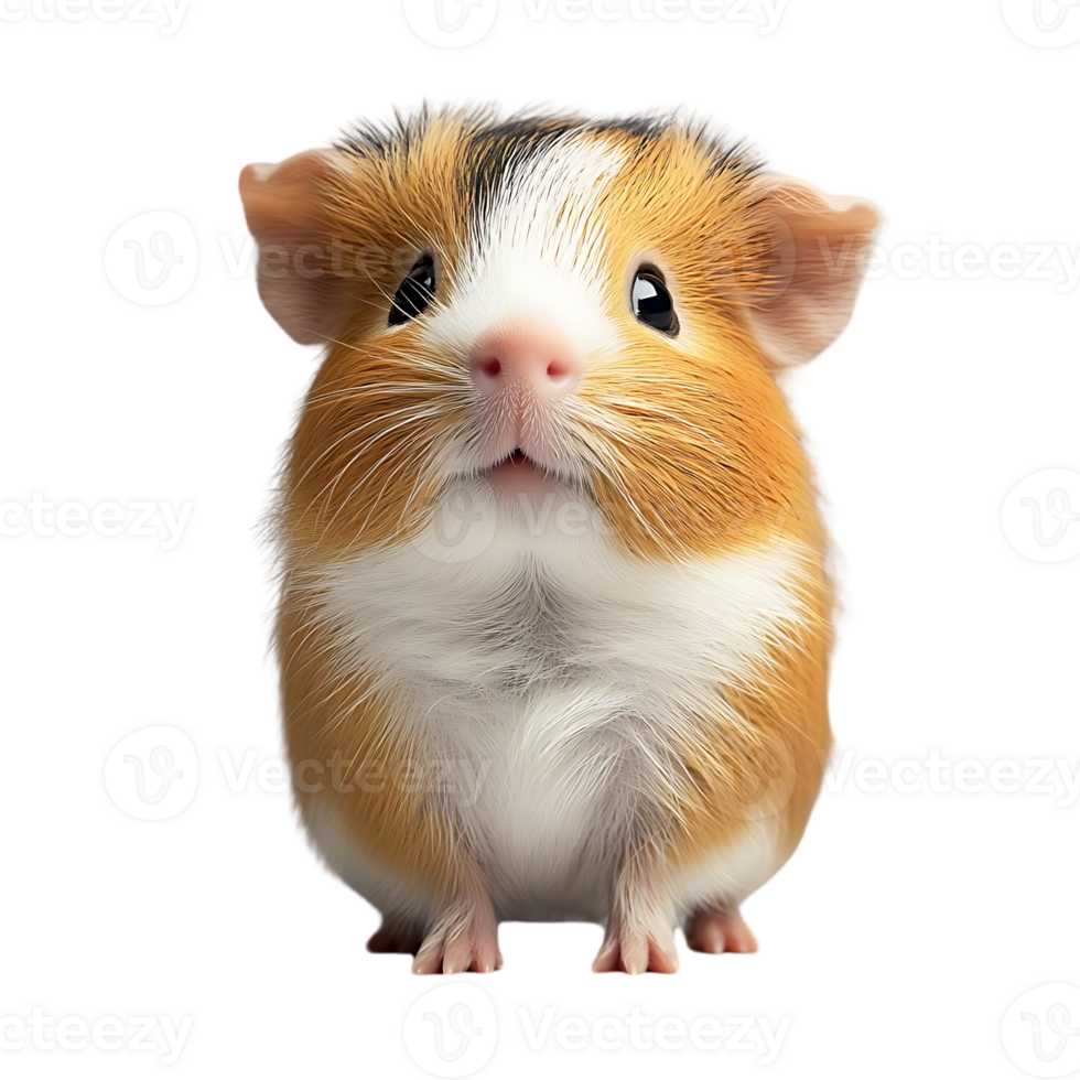 Cute Guinea Pig Sitting on Transparent Background, Adorable Pet with Big Eyes png
