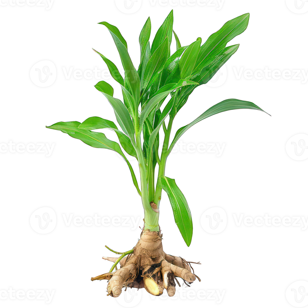ginger with plant transparent background png