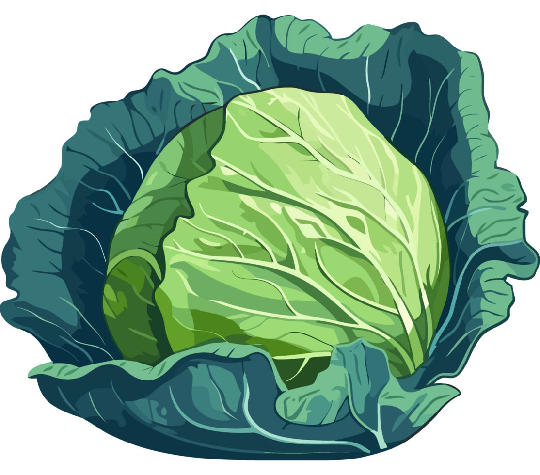 A cabbage is shown in this illustration png