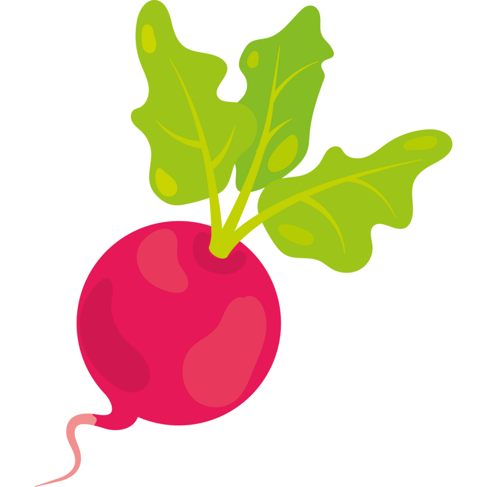 A radish with leaves on it png