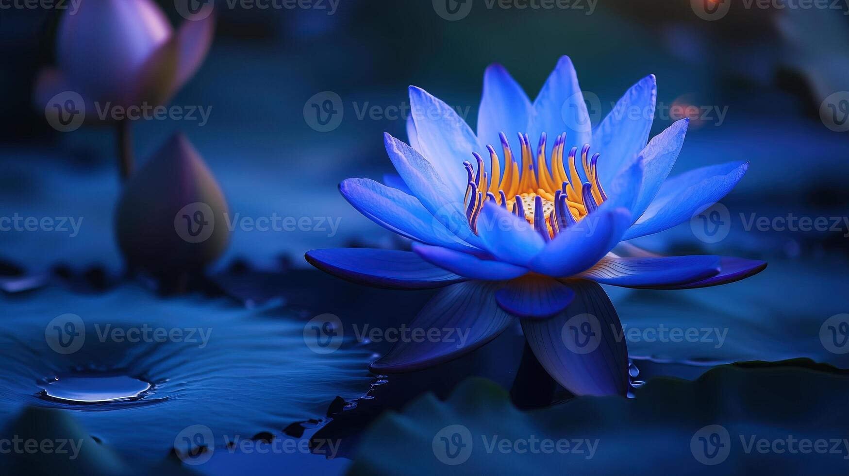zen lotus flower blue photo