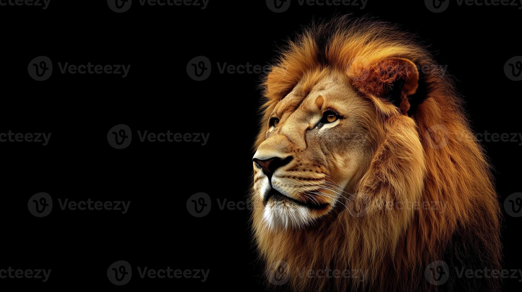 Lion amazing background HD wallpaper photo