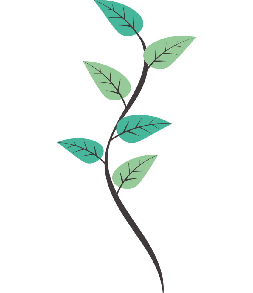 A green plant with leaves on it png