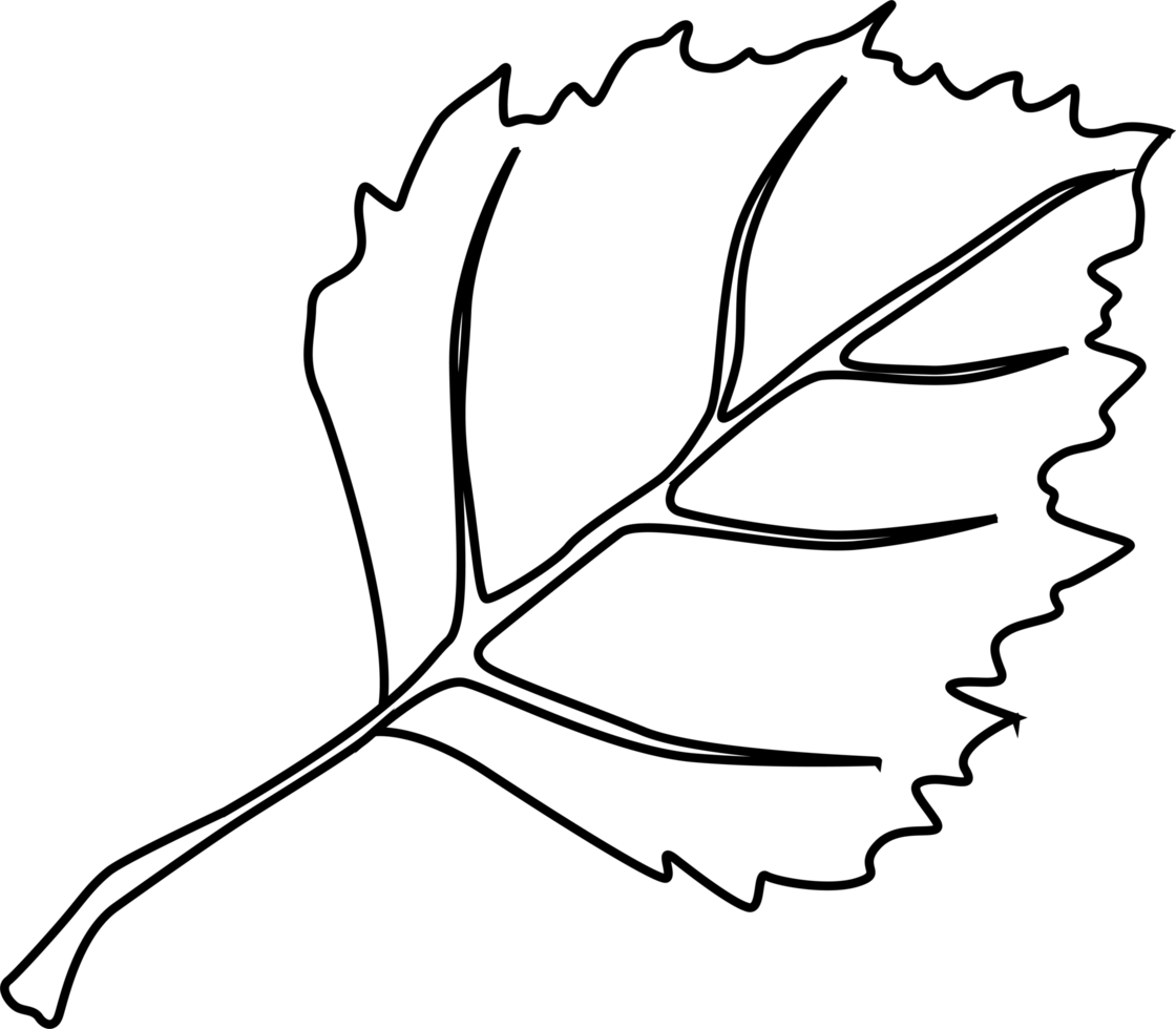 Nature design of linden leaf. png