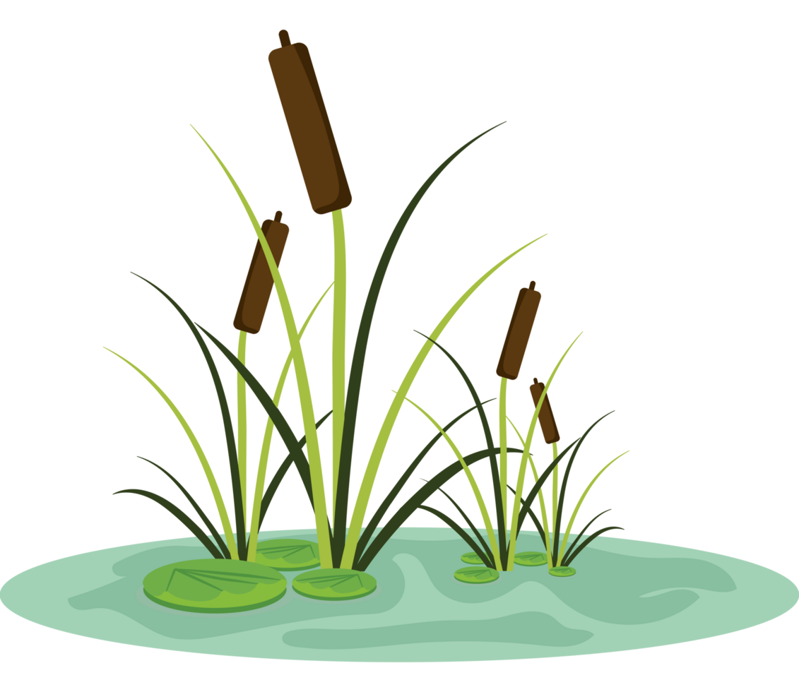 Cattails and grass in a pond png