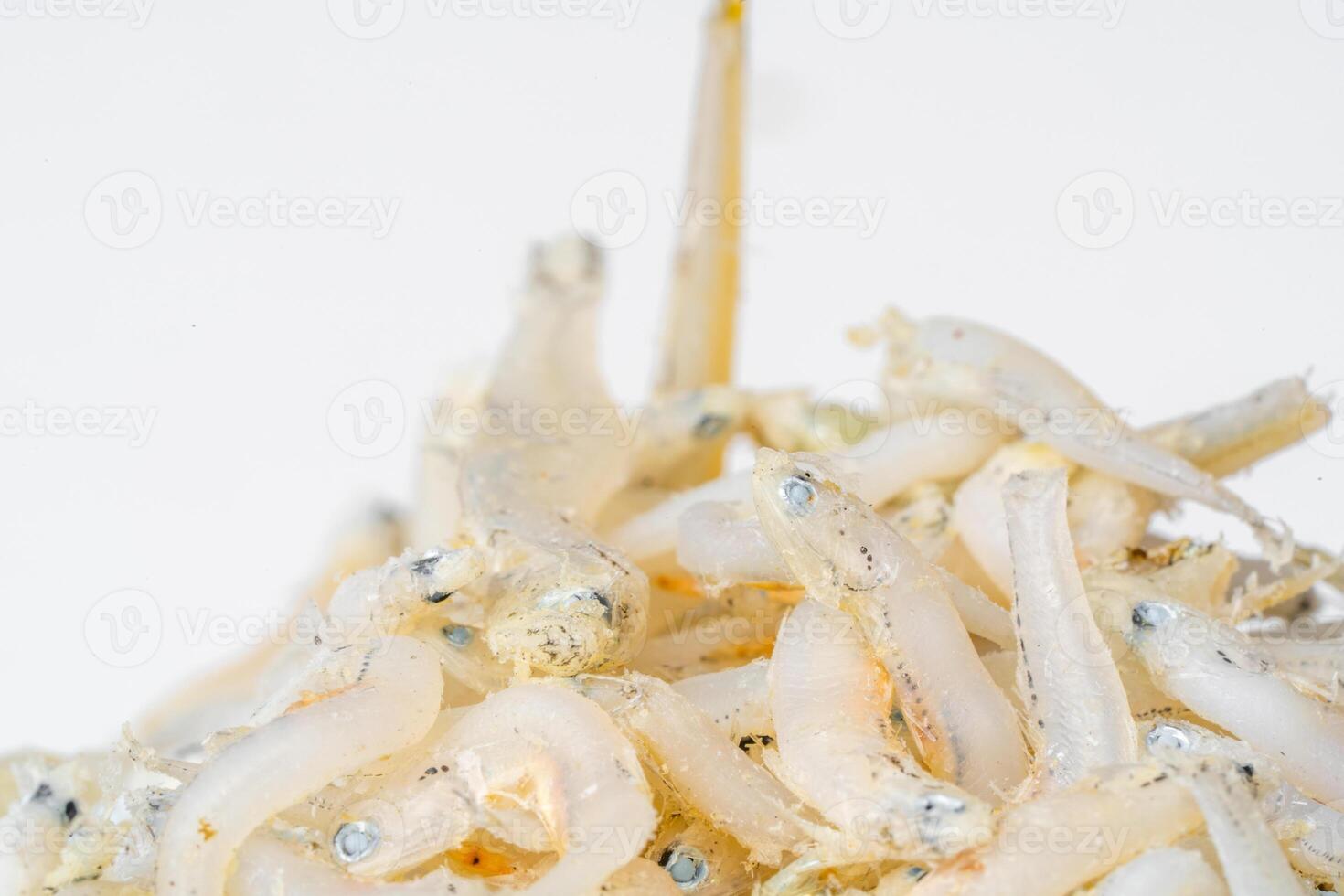 Fresh dried anchovies on White Background. Raw dry salted sea fish. saltwaterforage fish. Ikan asin teri medan. photo