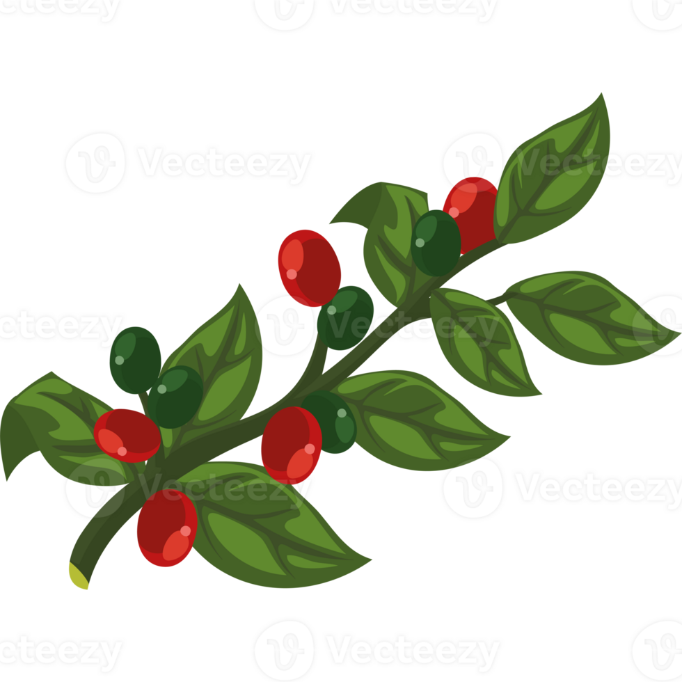 A branch with red berries and green leaves png
