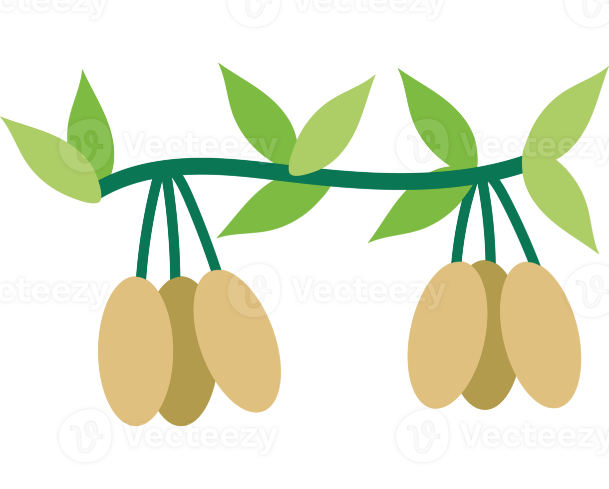 A branch with three small fruits on it png