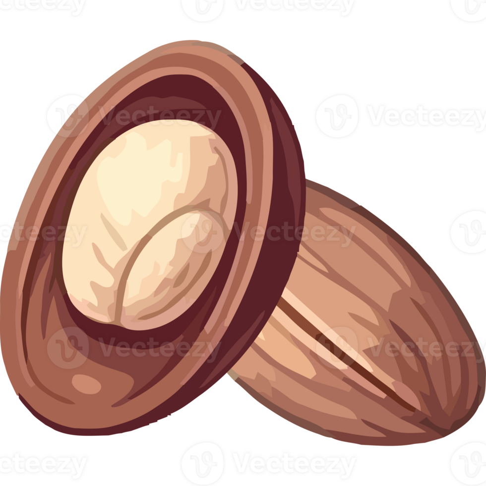 Nut shell icon png