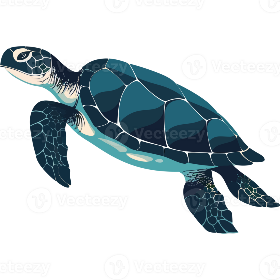Sea turtle clipart png