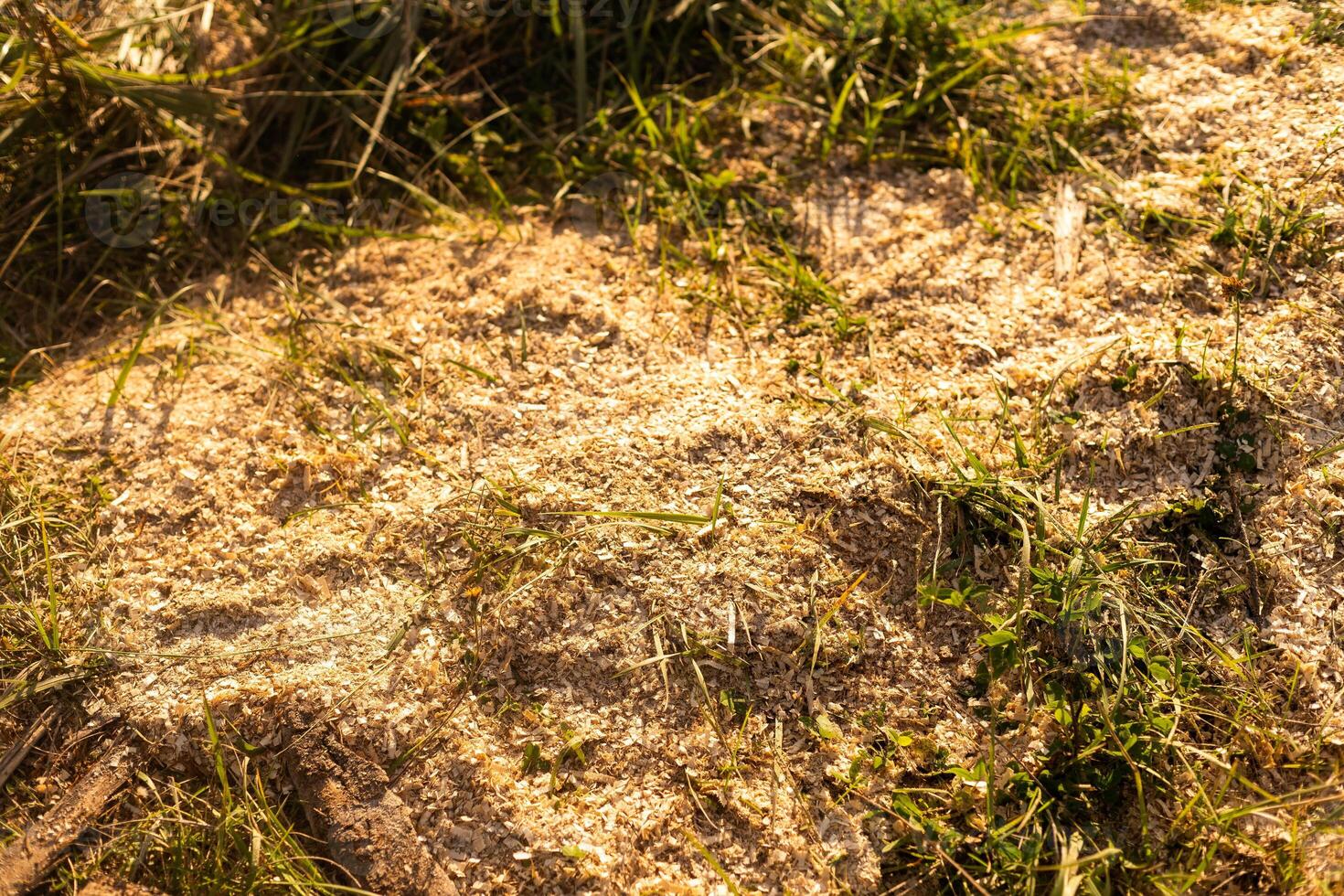 Sawdust or wood dust texture background. Wood sawdust background closeup. Sawdust floor texture. Top view above. Saw dust texture, close-up background of sawdust. photo