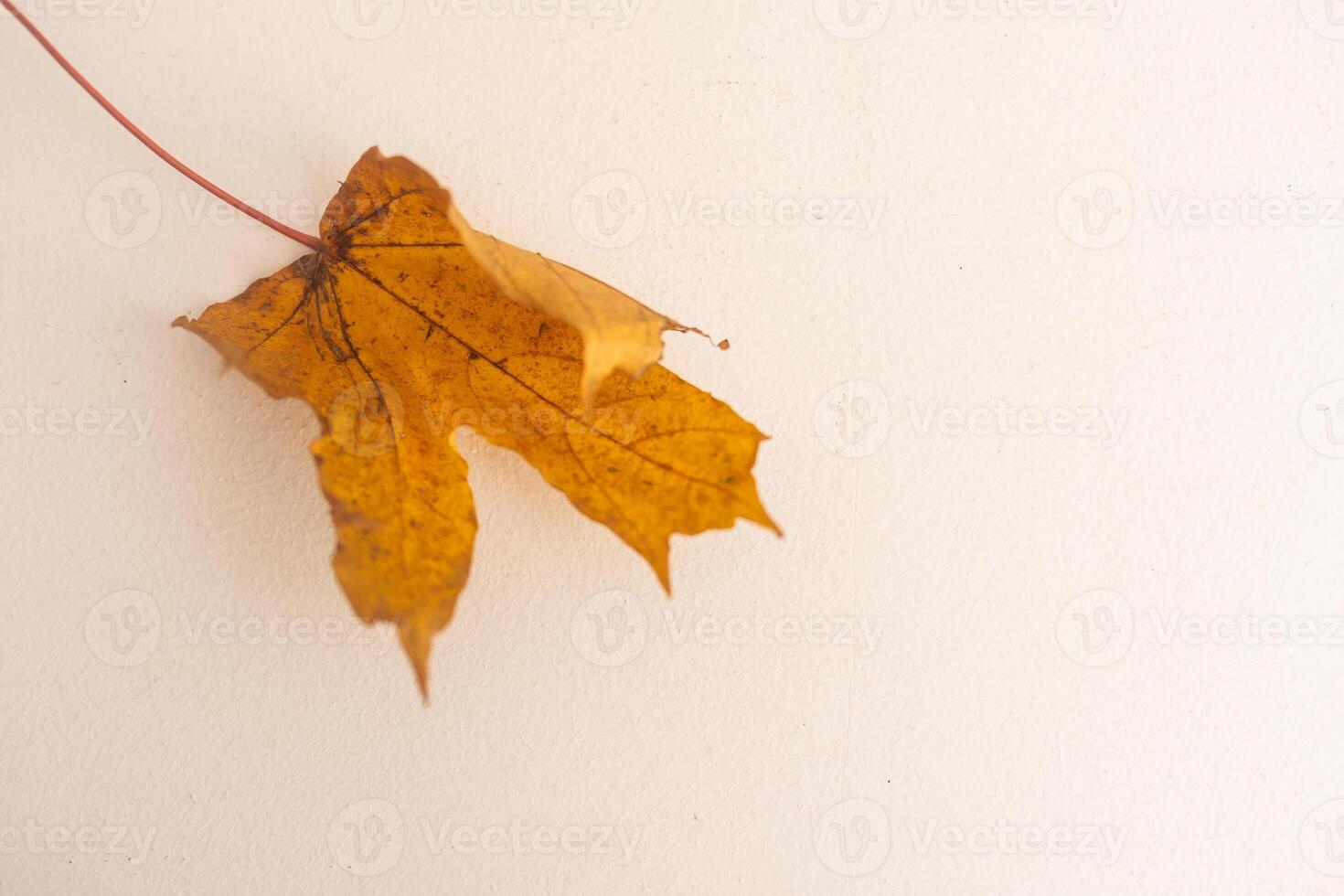 Yellow maple leaf isolated on white background. Autumn leaves, fall leaf silhouette top view. photo