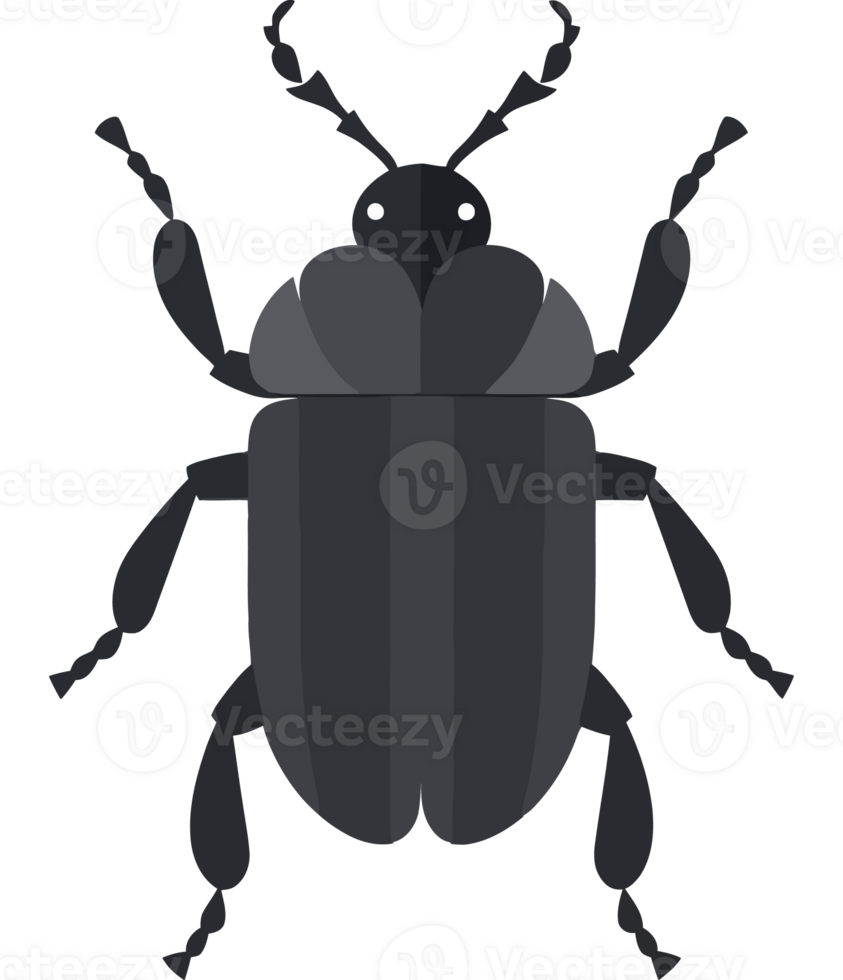 A black beetle with long legs and a long tail png