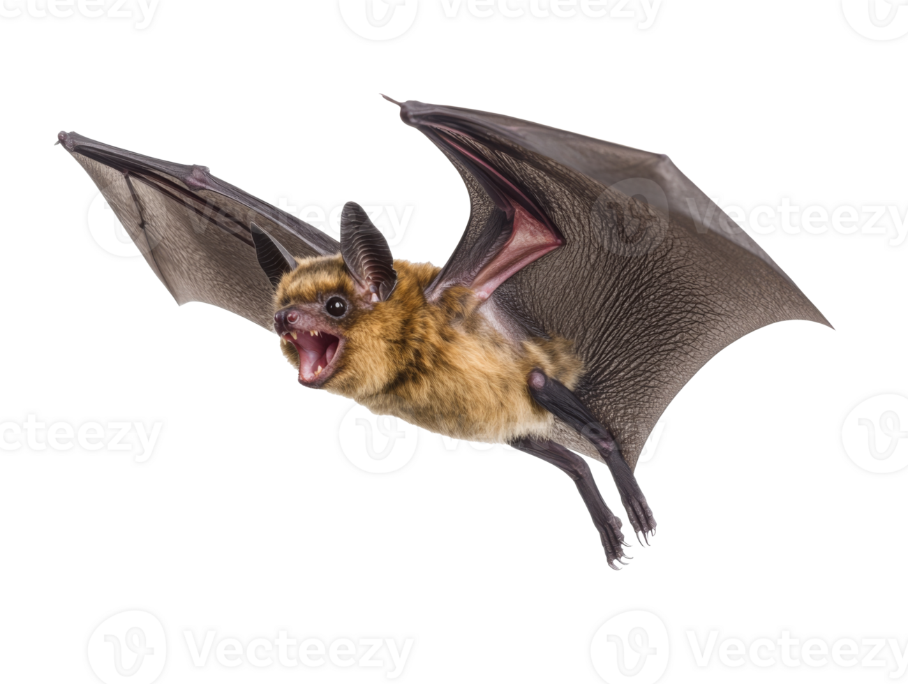 A brown bat in flight, showcasing its wings and sharp teeth, transparent png