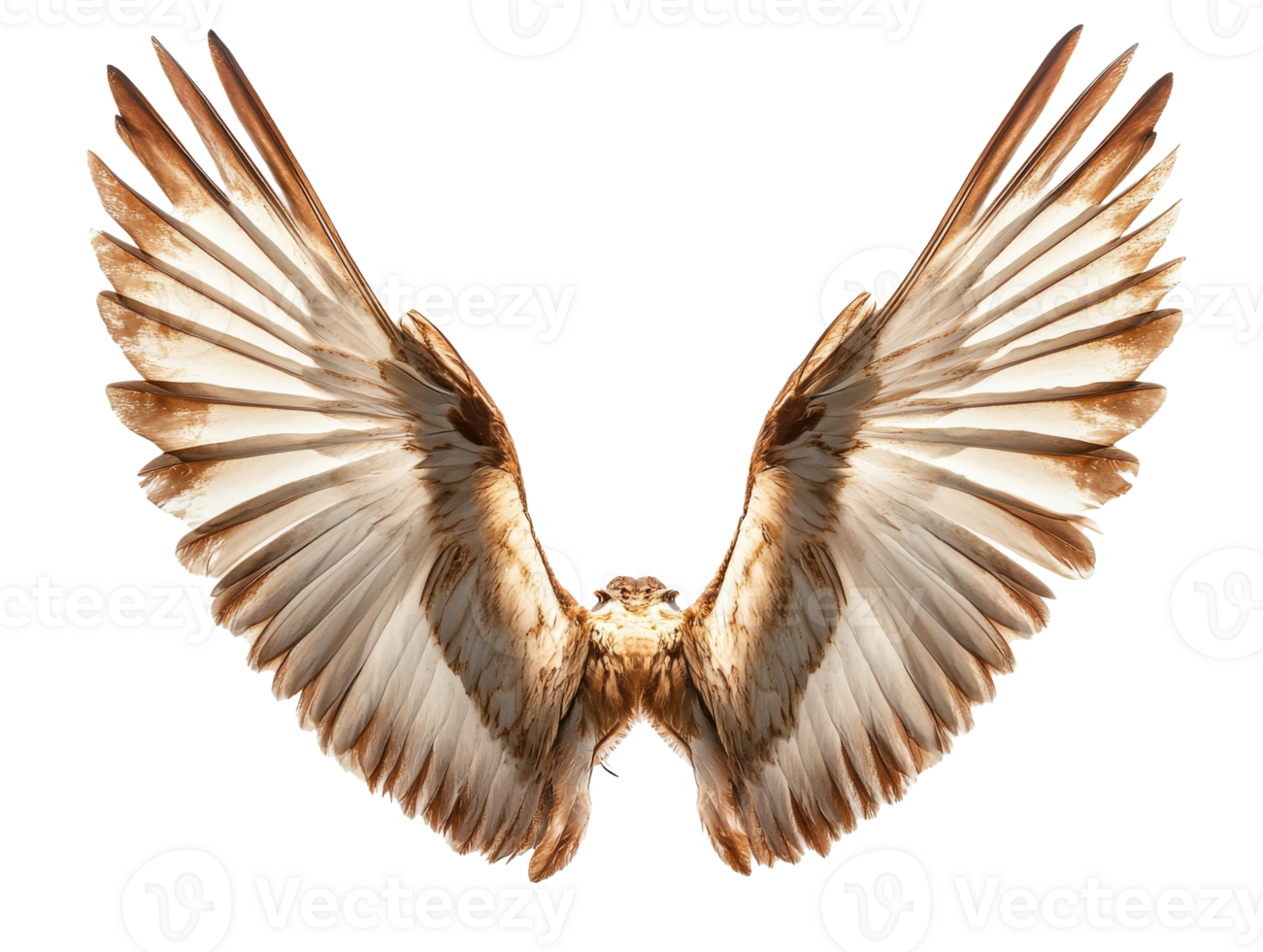 Wings of a hawk spread wide in a striking display of feathers, transparent png