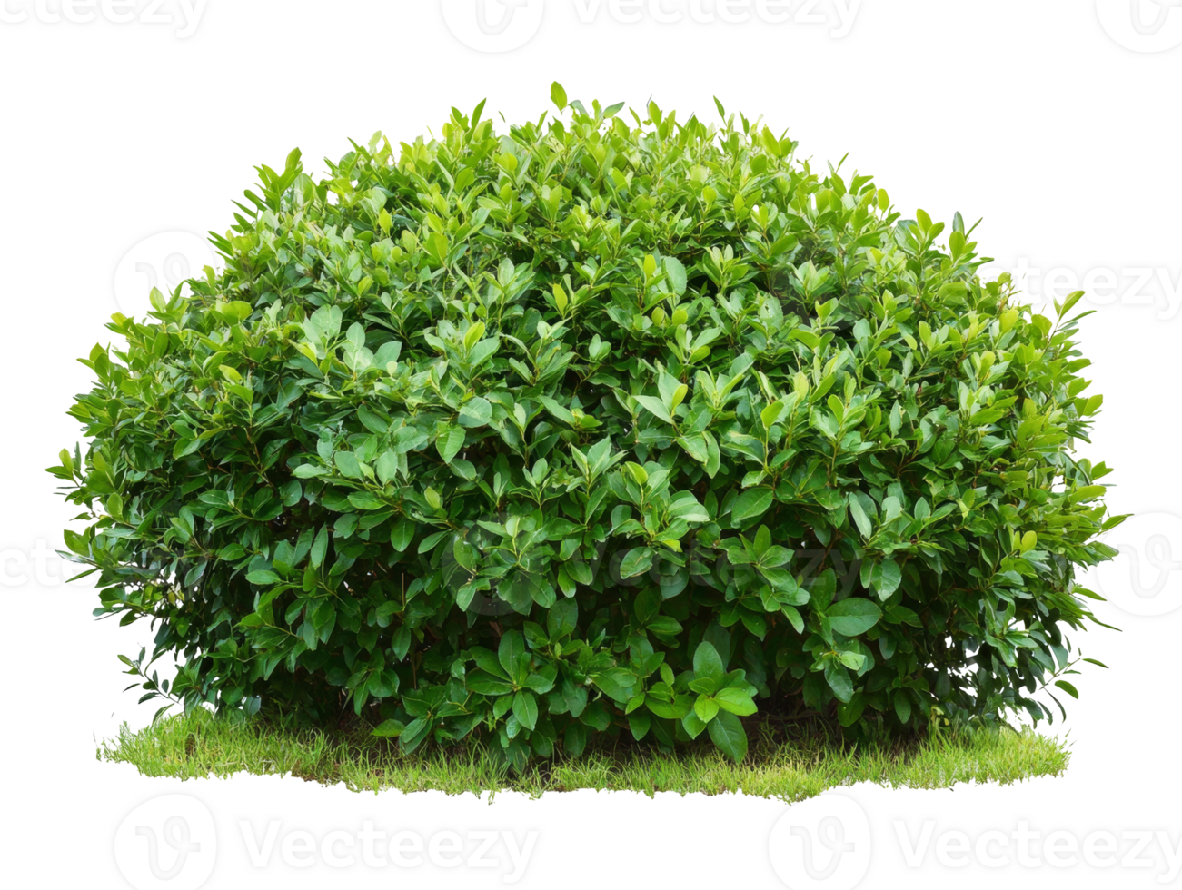 Lush green shrub surrounded by fresh grass in a natural setting, transparent png