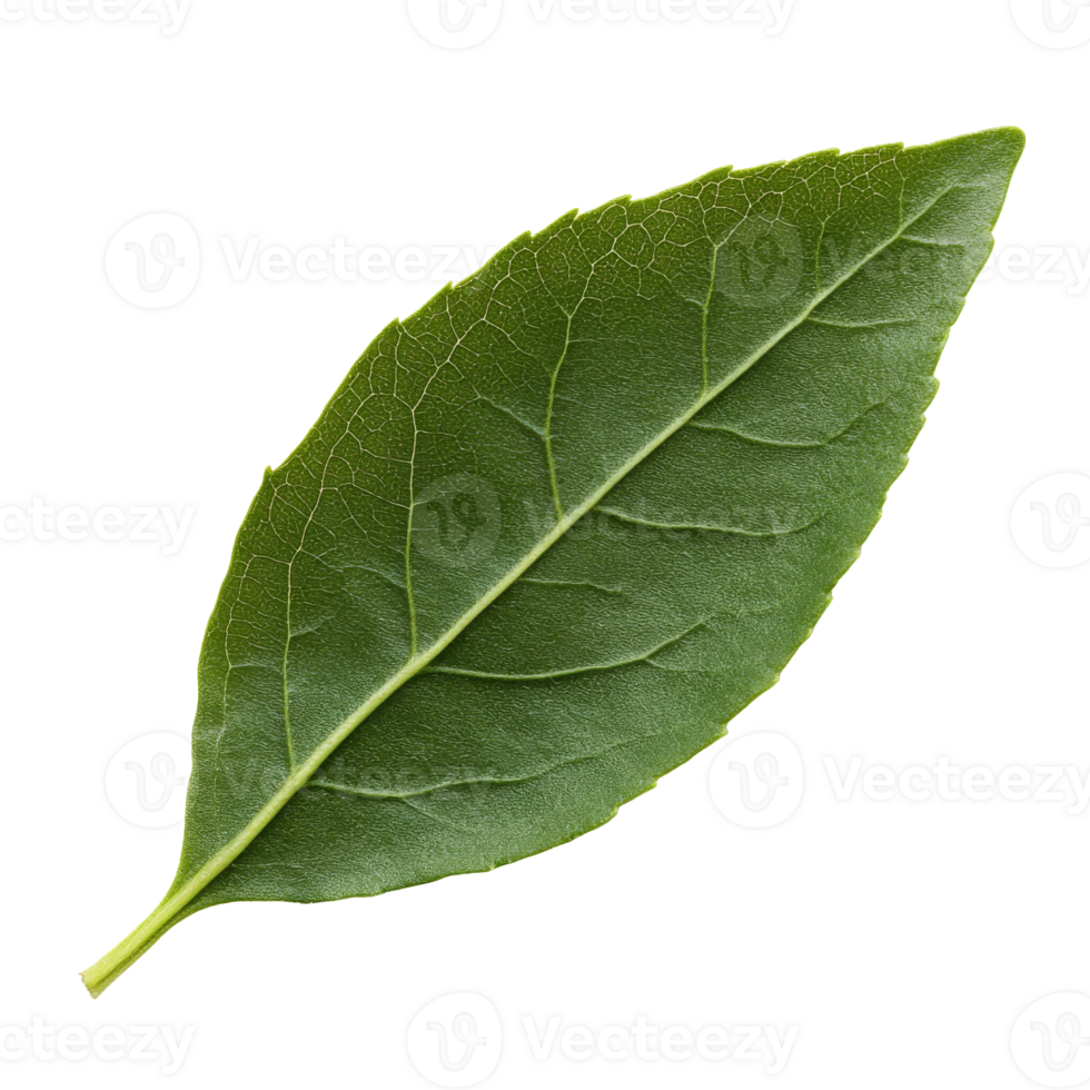 Fresh green bay leaf isolated on a white background, transparent png