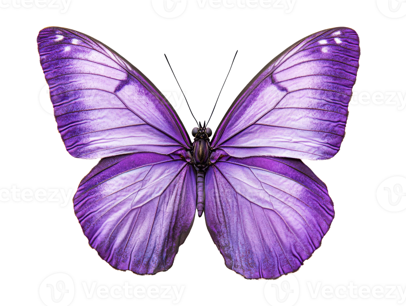 Beautiful purple butterfly perched with outstretched wings, transparent png