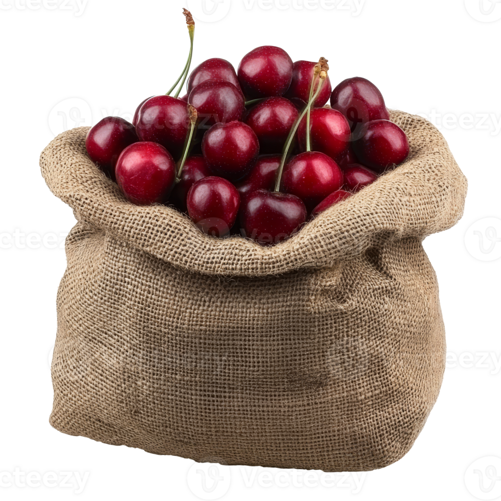 Fresh cherries piled in a burlap sack ready for harvest season, transparent png